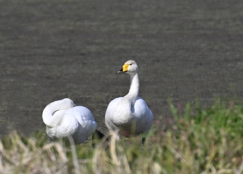 オオハクチョウ8174