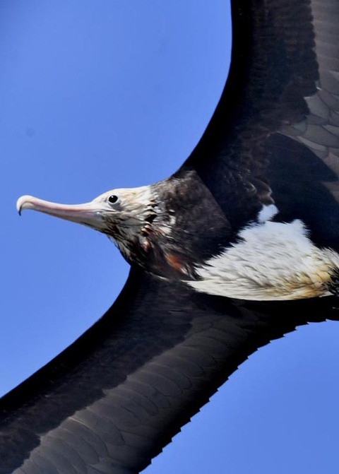 オオグンカンドリ2442