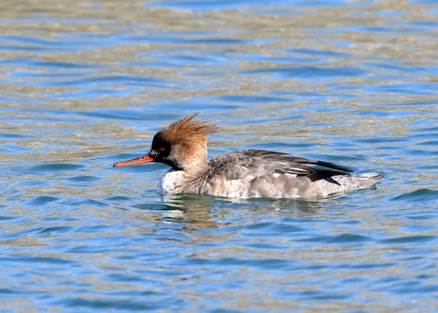 ウミアイサ♀2753