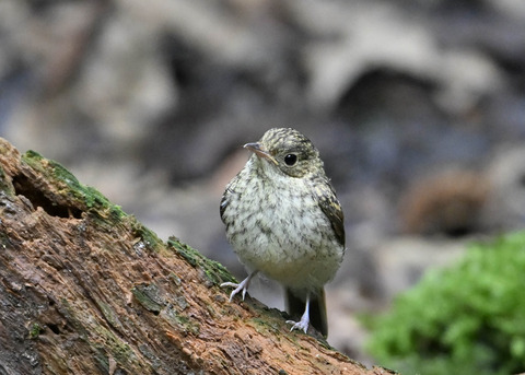 キビタキ幼鳥2684