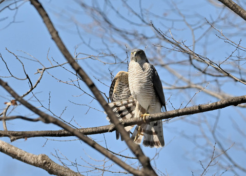 ツミ♀9578