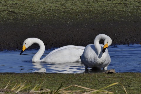 オオハクチョウ7759