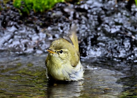 メボソムシクイ3678