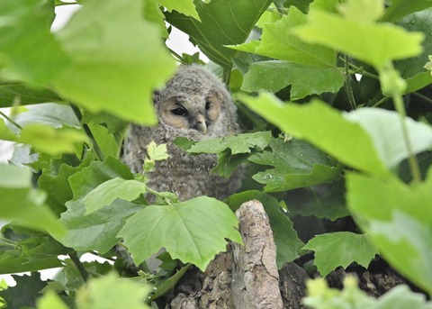 フクロウのヒナ3242