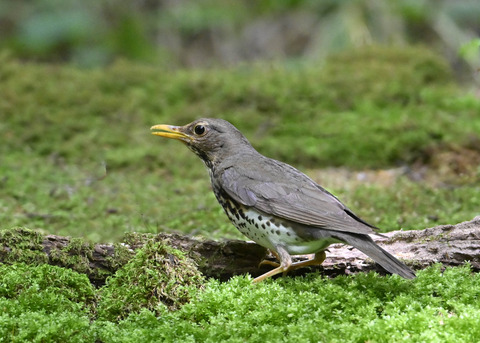 クロツグミ♀0567