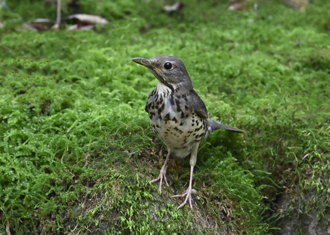 クロツグミ♀幼鳥5309