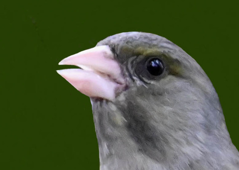 オオカワラヒワ7000