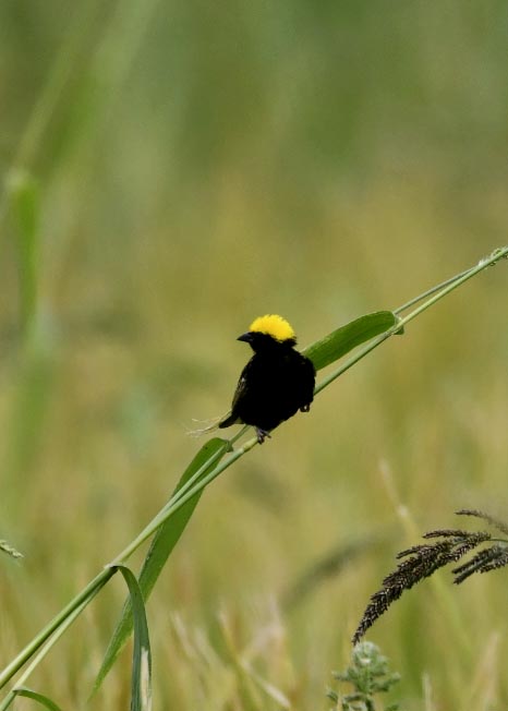 オウゴンチョウ1368