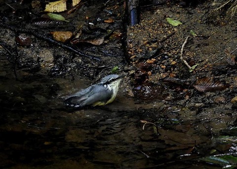 コ゜シ゜ュウカラ7720