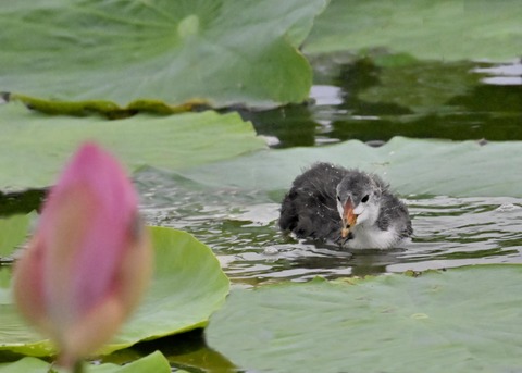 オオバンのヒナ6886