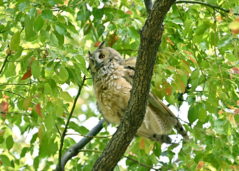 トラフズク♂6847