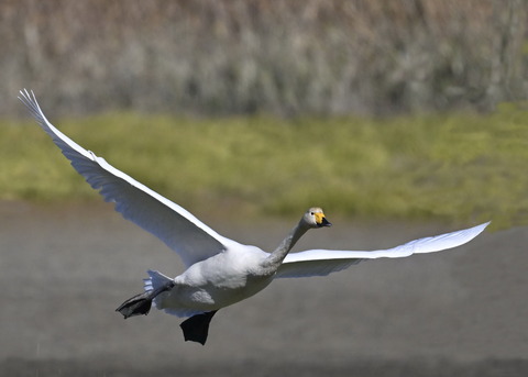 オオハクチョウ4054