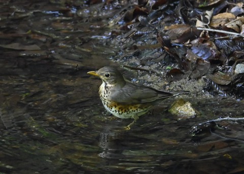 クロツグミ♀3968