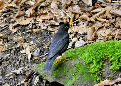 クロツグミ♂4896