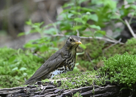 クロツグミ♀0655