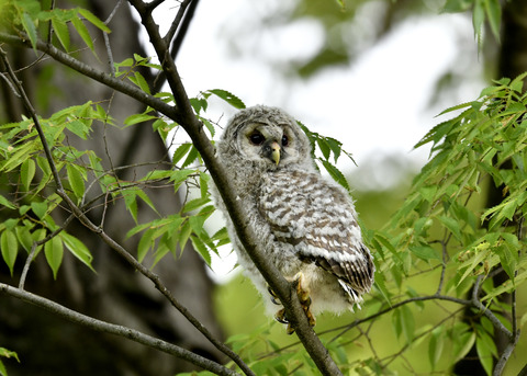 フクロウのヒナ②0054