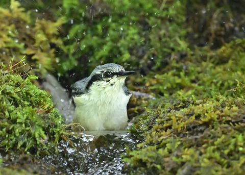ゴジュウカラ1513