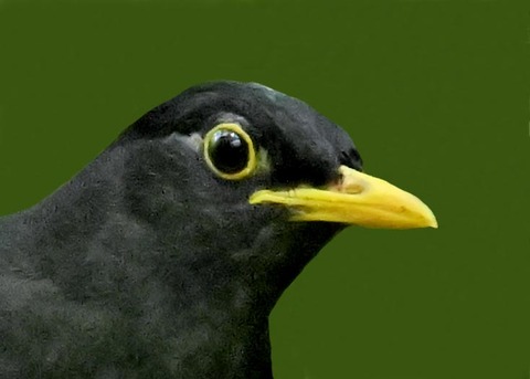 クロツグミ♂4001