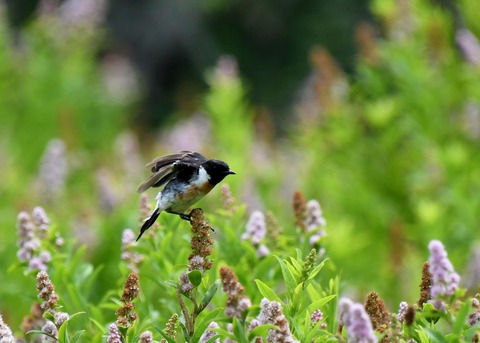 飛ぶ・ノビタキ♂2860
