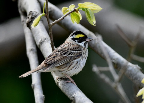 キマユホオジロ♂1801