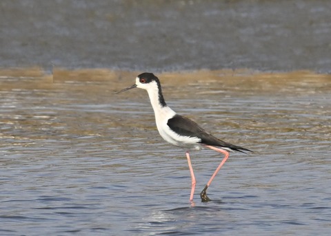 セイタカシギ♂3511