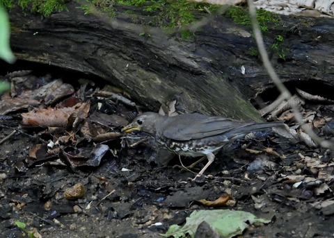クロツグミ幼鳥6088
