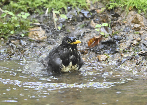 クロツグミ♂4051