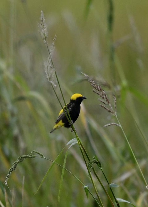 オウゴンチョウ♂1499