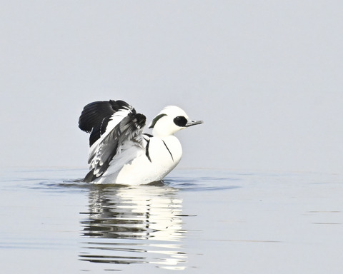 羽ばたくミコアイサ♂4882