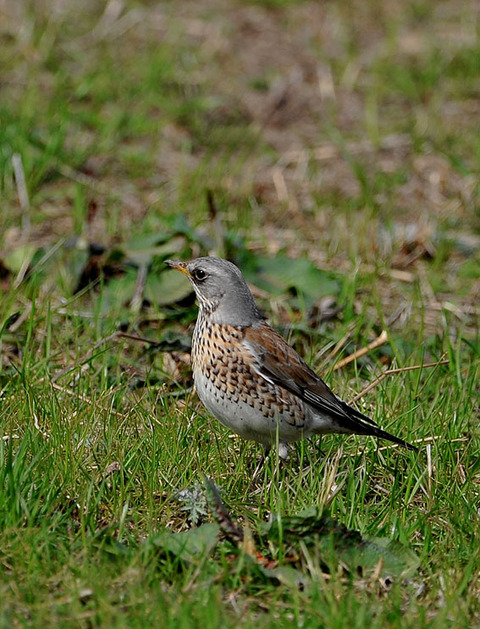 ノハラツグミ8417