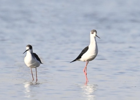 セイタカシギ6550