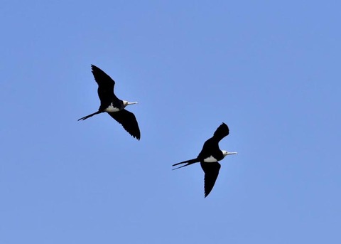 オオグンカンドリ8269