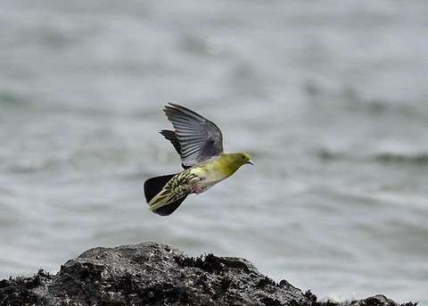 アオバト♀4931