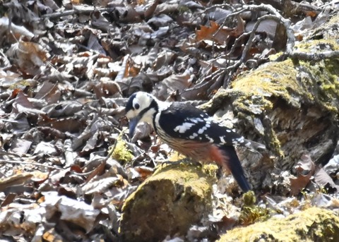 オオアカゲラ♀7517