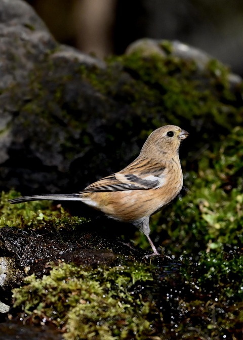 ベニマシコ♀8242