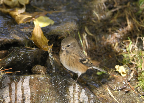 ベニマシコ♀4289