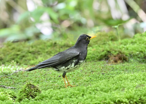 クロツグミ♂0385