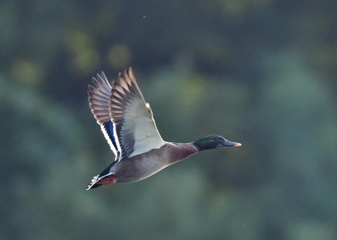 マガモのハイブリッド9610-01