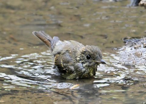 オオルリ♀幼鳥1106
