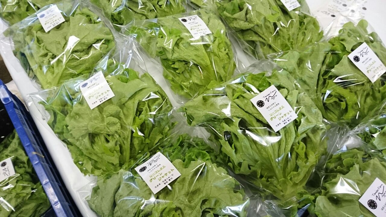 リーフレタス参上 民蔵ふぁーむ