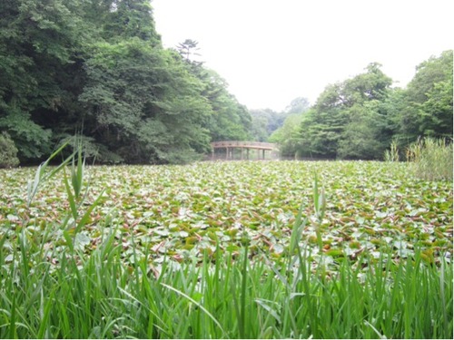 hasu