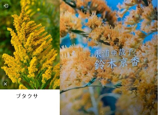 Nhk 朝ドラ お帰りモネ とブタクサ 脳内写生３