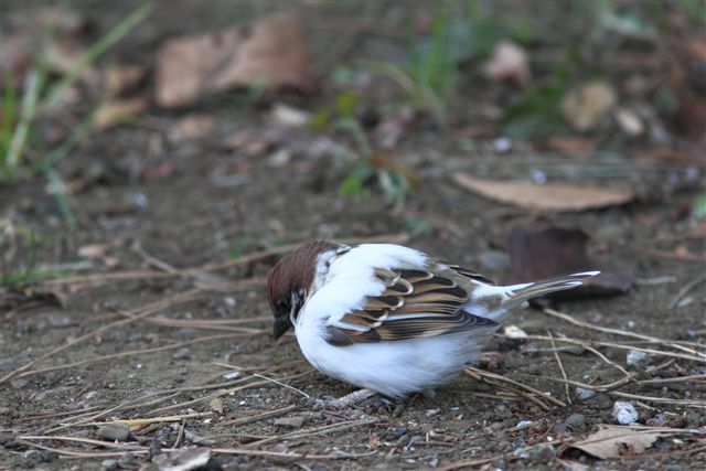 白いスズメ のほほ んな写真日記