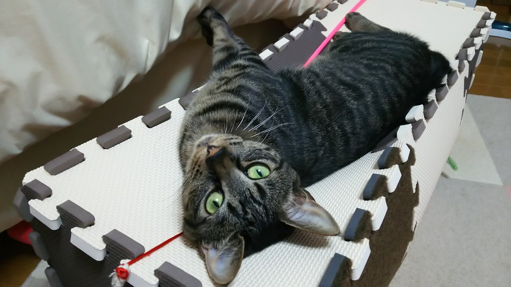 猫草を食べ過ぎて ノイリーぷらっと