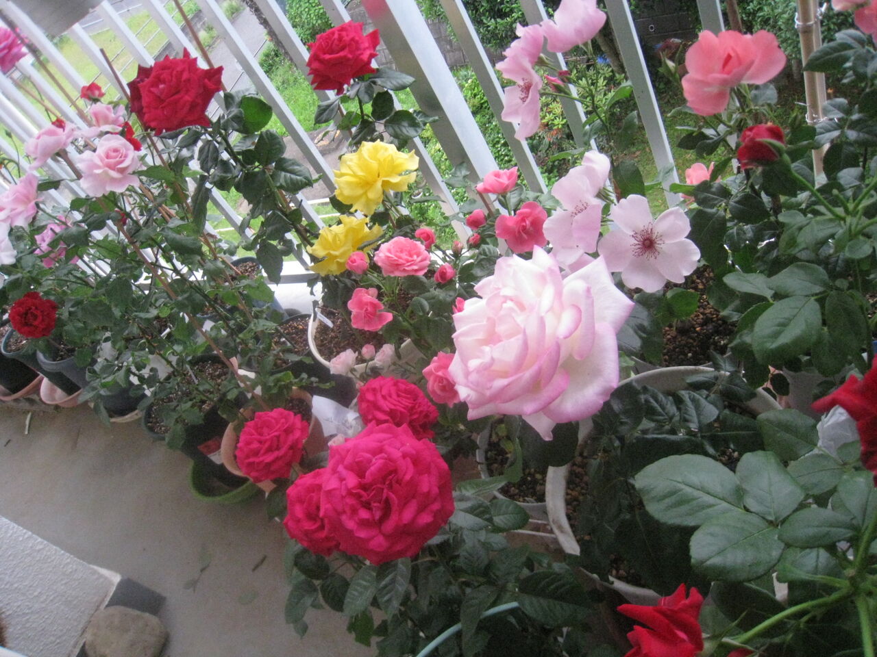 ベランダ薔薇を植え替え Noiniのblog ベランダ薔薇を植え替え Noiniのblog