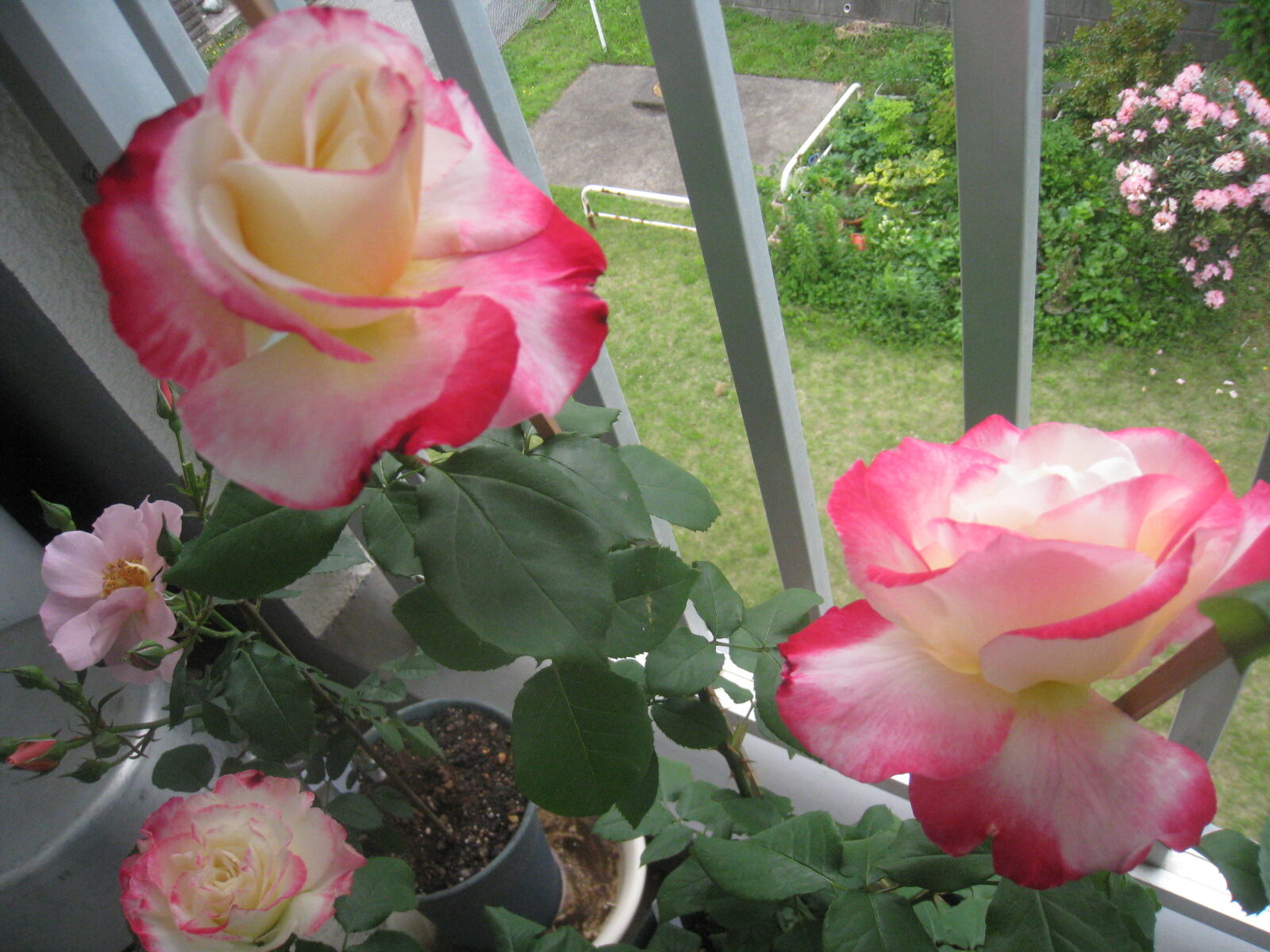 ベランダ薔薇の場合 雨天続きの日の水やり Noiniのblog