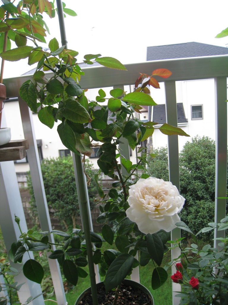 薔薇 ボレロ 成長記録 Noiniのblog