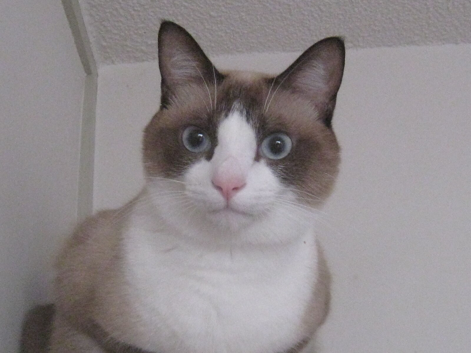 私の猫は珍しい スノーシュー だったの Noiniのblog