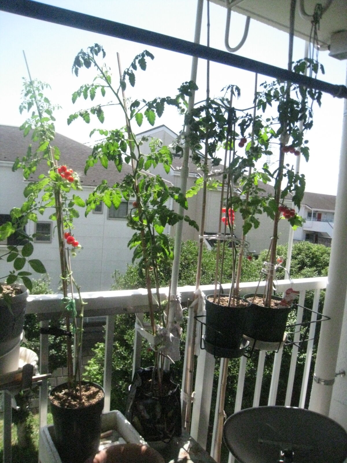 ミニトマトをベランダで育ててみて Noiniのblog