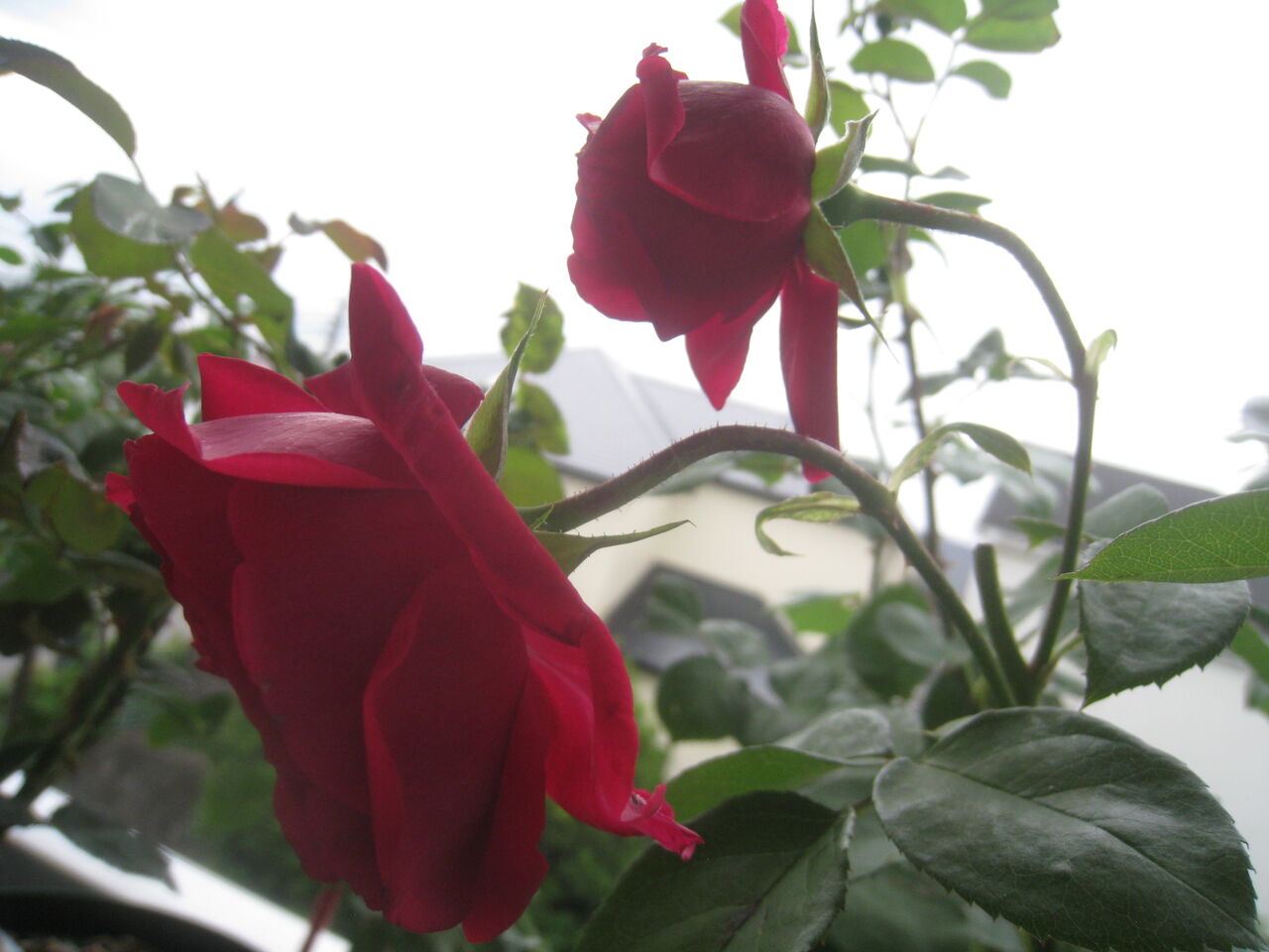 noiniのblog
薔薇 名前に惹かれる「テス・オブ・ザ・ダーバヴィルズ」
コメント